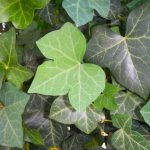 How to make ivy manure? Recipe and uses