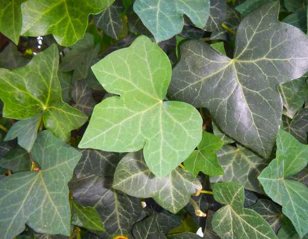 How to make ivy manure? Recipe and uses