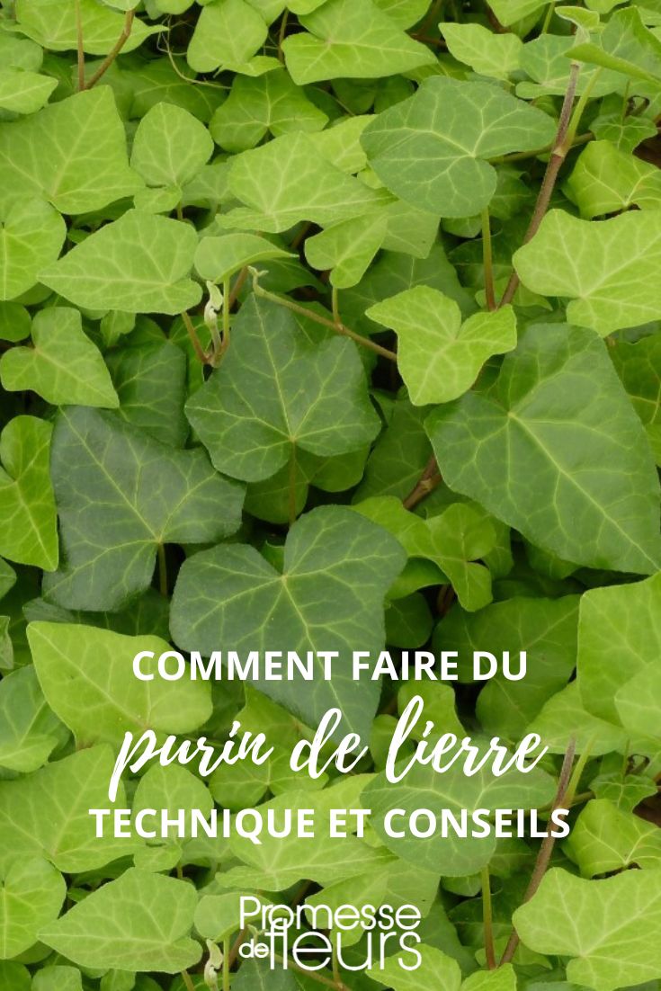 [plantainfobox nom="Lierre" utilisation="Fertilisant naturel"]