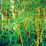 How to get rid of invasive bamboo?