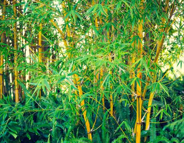 How to get rid of invasive bamboo?