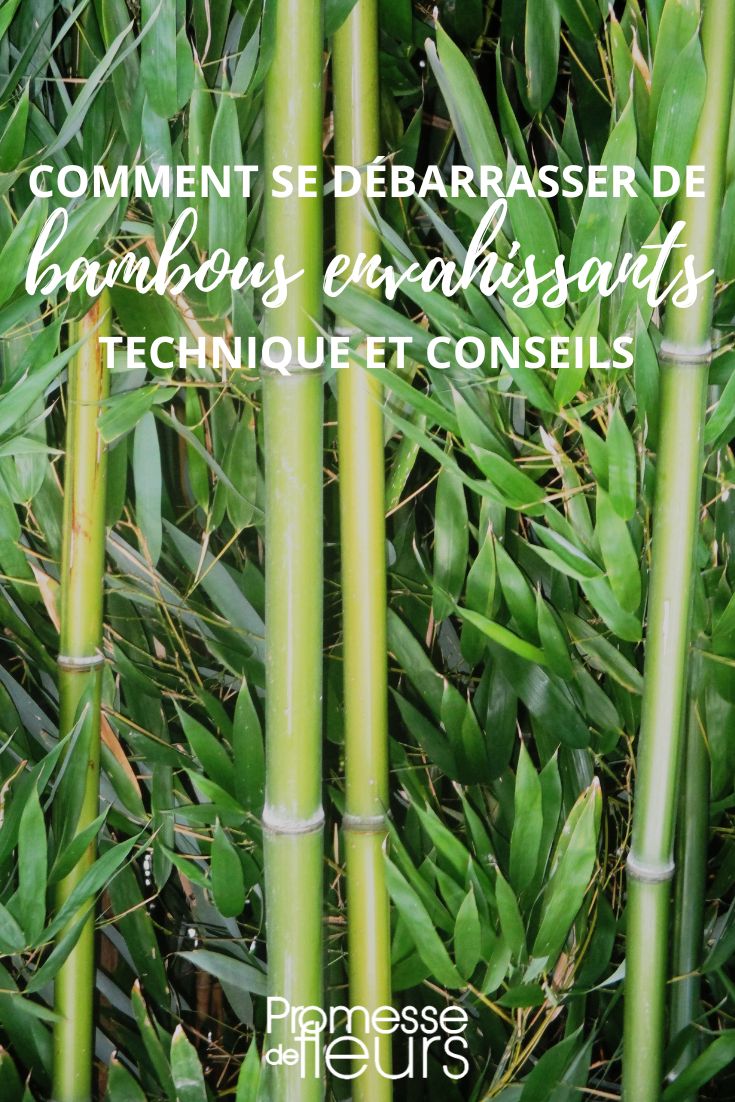 [plant_list title="How to get rid of invasive bamboos"]
- [plant]Cut[/plant] the bamboos at ground level.
- [plant]Dig[/plant] out the rhizomes.
- [plant]Apply[/plant] a systemic herbicide.
- [plant]Monitor[/plant] and [plant]repeat[/plant] the process if necessary.
[/plant_list]
