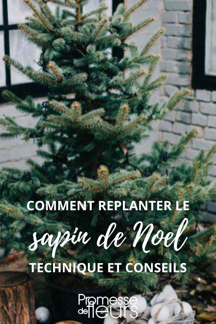 How to replant the Christmas tree in the garden