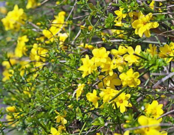 How to care for winter jasmine?