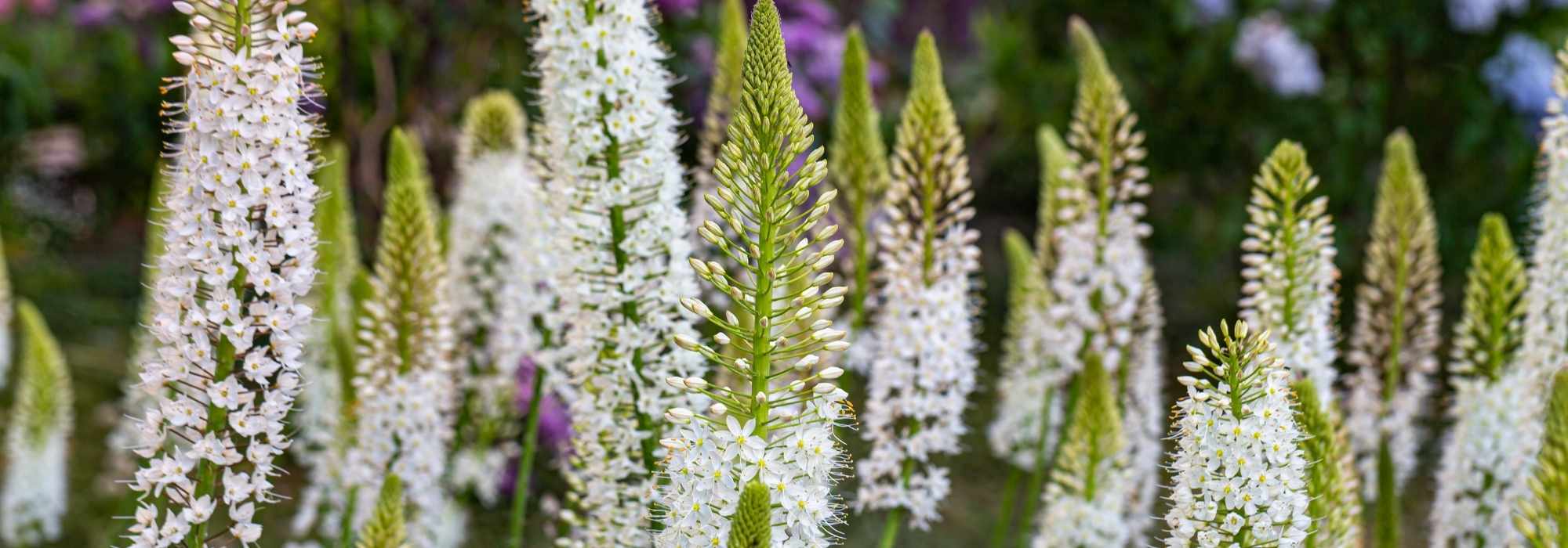 Eremurus - Foxtail lily: planting and growing