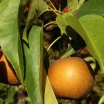 Nashi or Japanese pear: planting, harvest