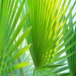 Pritchardia - Fan Palm: Planting and Growing