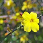 Multiplying winter jasmine: propagation by cuttings or layering