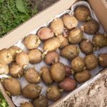 Germinating potatoes