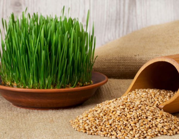 How to sprout your own seeds?