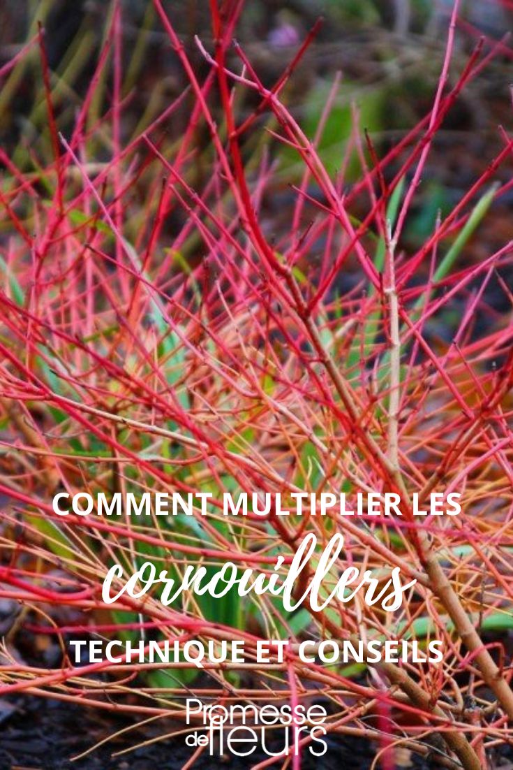 [plant id="123" quantity="multiply"]