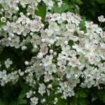 When and how to plant a hawthorn hedge?