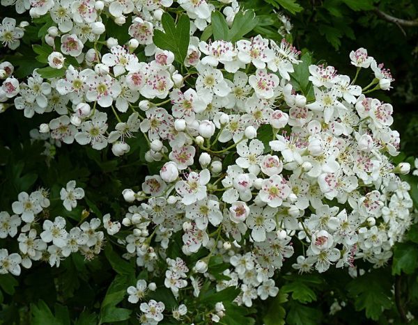 When and how to plant a hawthorn hedge?