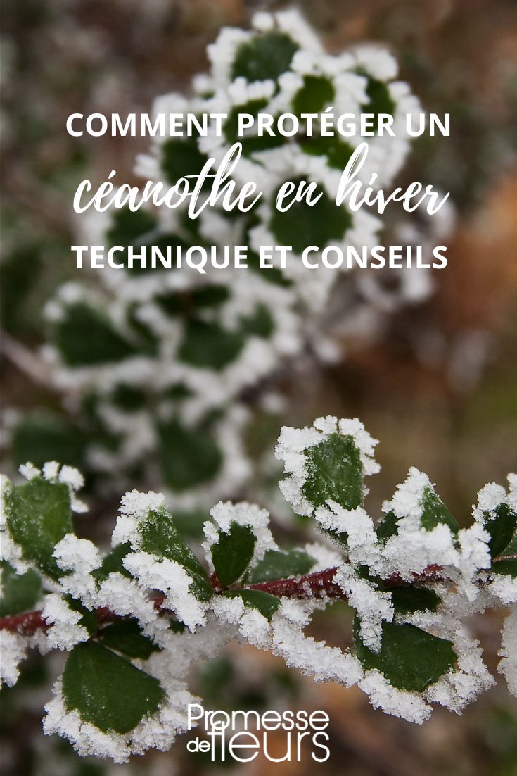 [protect-cold ceanothe="true"]