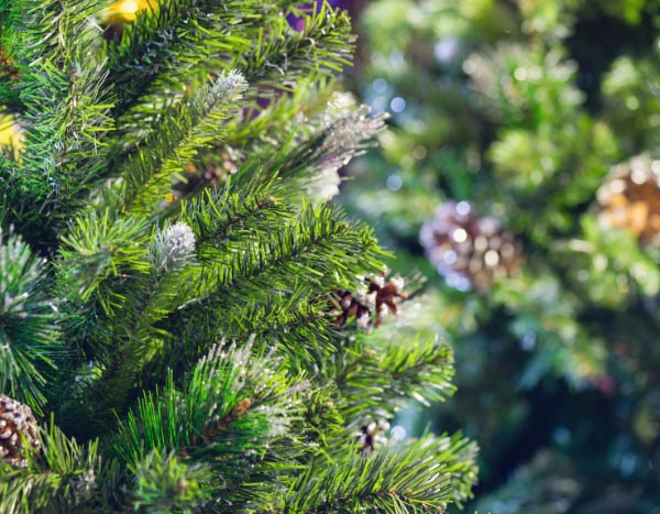 How to replant the Christmas tree in the garden?