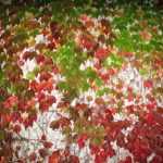 How to remove Virginia creeper from a wall?