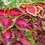 How to sow coleus?