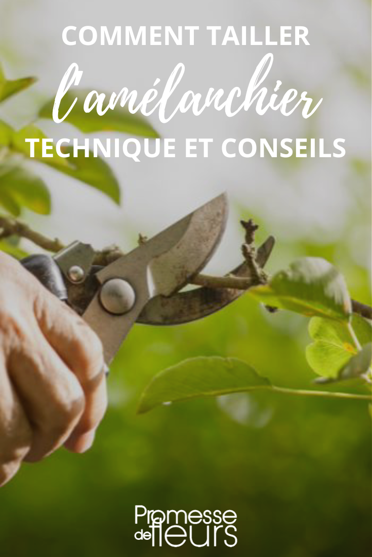 Pruning Technique for Amelanchier