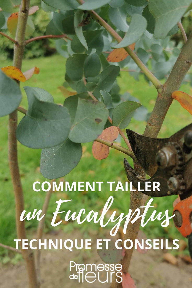 [pruning id="123" plant="eucalyptus" action="Taille"]