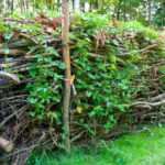 How to create a dead hedge?