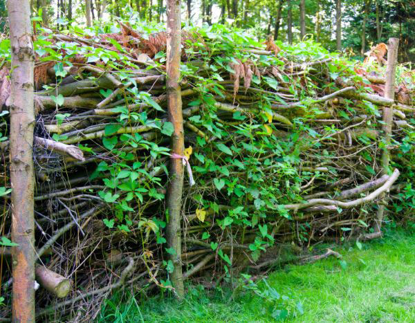 How to create a dead hedge?