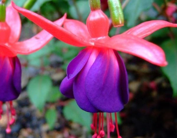 Standard Fuchsia: pruning and care
