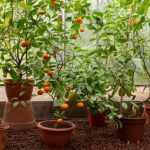 Planting or repotting a citrus: practical guide