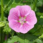 How to prune Anisodontea?