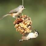 How to make bird seed balls with a pine cone