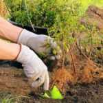Planting bare-root boxwood