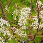 How to prune Amelanchier?