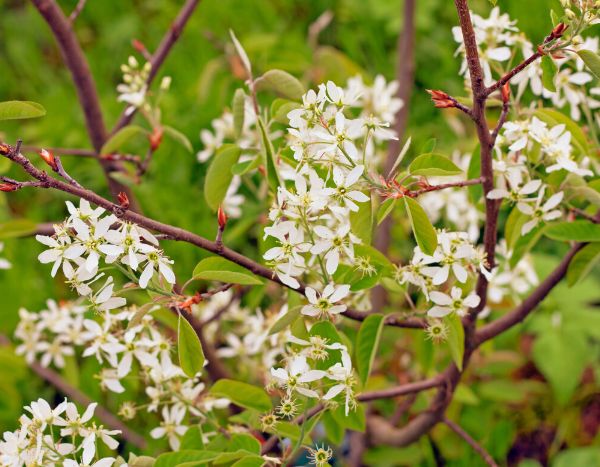How to prune Amelanchier?