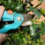 How to prune holly?