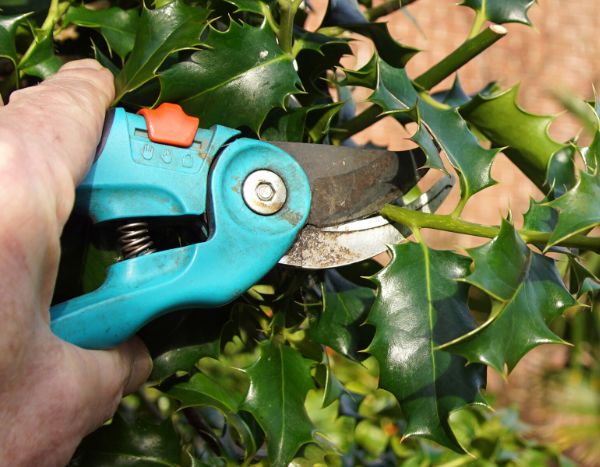 How to prune holly?
