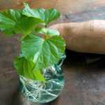 How to sprout and propagate sweet potatoes?