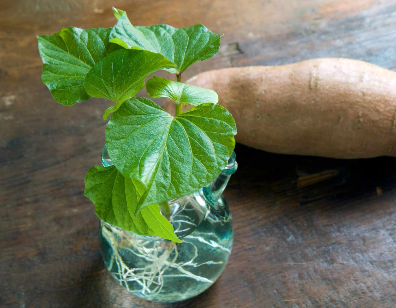 How to sprout and propagate sweet potatoes?