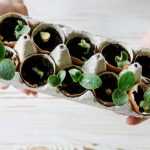 How to sow seeds in eggshells?