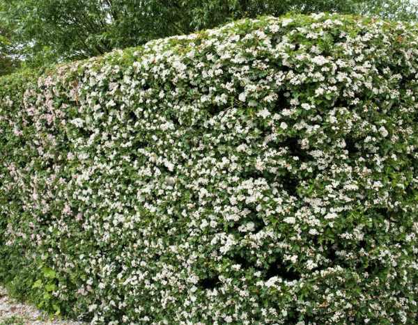 How to prune hawthorn?