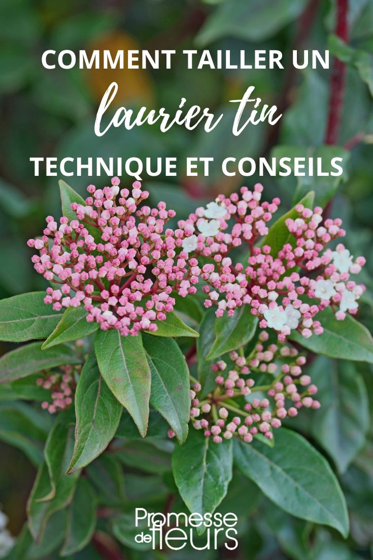 To prune a laurel tin, follow these steps:

1. **Timing**: Prune in late winter or early spring before new growth appears.
2. **Tools**: Use sharp pruning shears or a pruning saw.
3. **Remove Dead or Diseased Branches**: Cut back any dead or diseased branches to healthy wood.
4. **Shape the Plant**: Trim back any wayward branches to maintain a compact shape.
5. **Height Reduction**: If needed, reduce the height of the plant by cutting back the main stems to a desired height.
6. **Maintenance**: Regularly prune to keep the plant in shape and promote healthy growth.

Remember to always clean and sterilize your tools before and after pruning to prevent the spread of diseases.