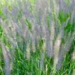 How to divide Pennisetum?
