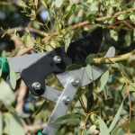 How to prune Eucalyptus?