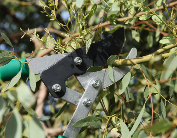 How to prune Eucalyptus?