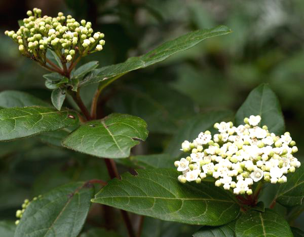 How to propagate Viburnum tinus?