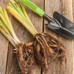 How to repot bare-root perennials?