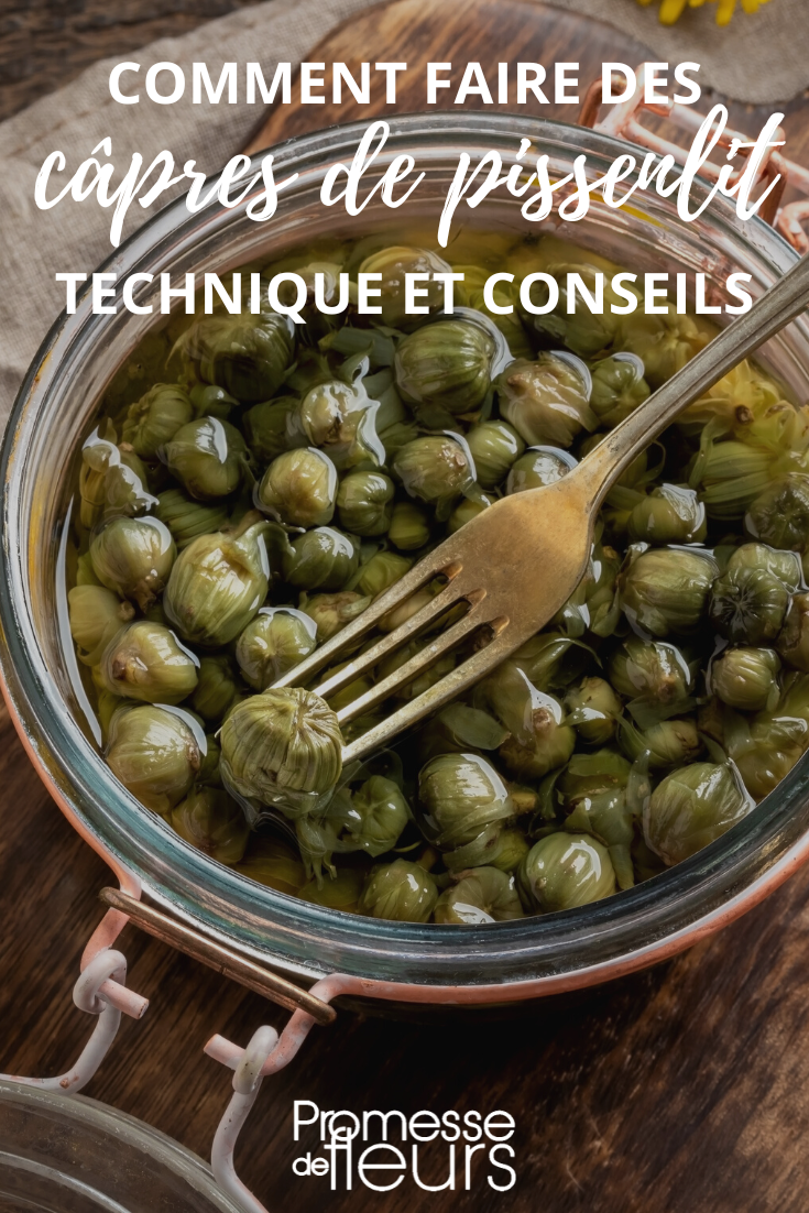 [delayed-capture]
Recette des câpres de boutons de pissenlits
Ingrédients :
- 200 g de boutons de pissenlits
- 50 cl de vinaigre de vin blanc
- 2 cuillères à soupe de sel
- 1 cuillère à soupe de sucre
- 1 gousse d'ail
- Quelques grains de poivre noir

Instructions :
1. Rincer les boutons de pissenlits et les égoutter.
2. Faire bouillir de l'eau salée et y plonger les boutons de pissenlits pendant 5 minutes.
3. Égoutter les boutons de pissenlits et les mettre dans un bocal préalablement stérilisé.
4. Dans une casserole, porter à ébullition le vinaigre, le sel, le sucre, l'ail écrasé et les grains de poivre.
5. Verser ce mélange bouillant sur les boutons de pissenlits dans le bocal.
6. Fermer le bocal hermétiquement et laisser refroidir.
7. Conserver au réfrigérateur pendant au moins une semaine avant de déguster.

Bon appétit !
[/delayed-capture]