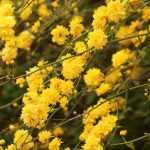 How to prune Japanese roses?