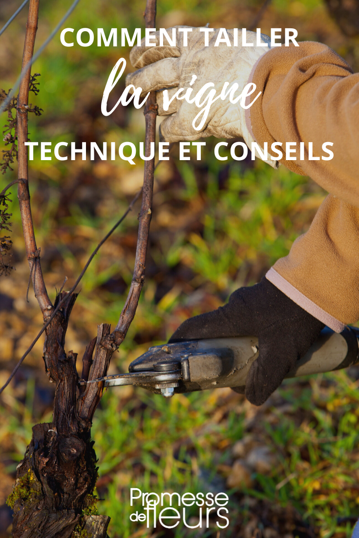 When and how to prune the vine, Vitis vinifera