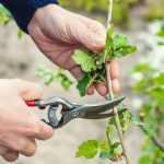 How to prune a flowering currant?
