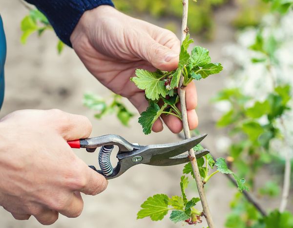 How to prune a flowering currant?