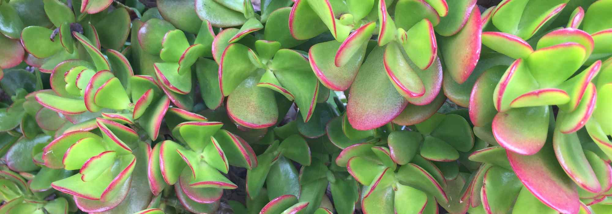 Crassula - Jade tree: planting and care